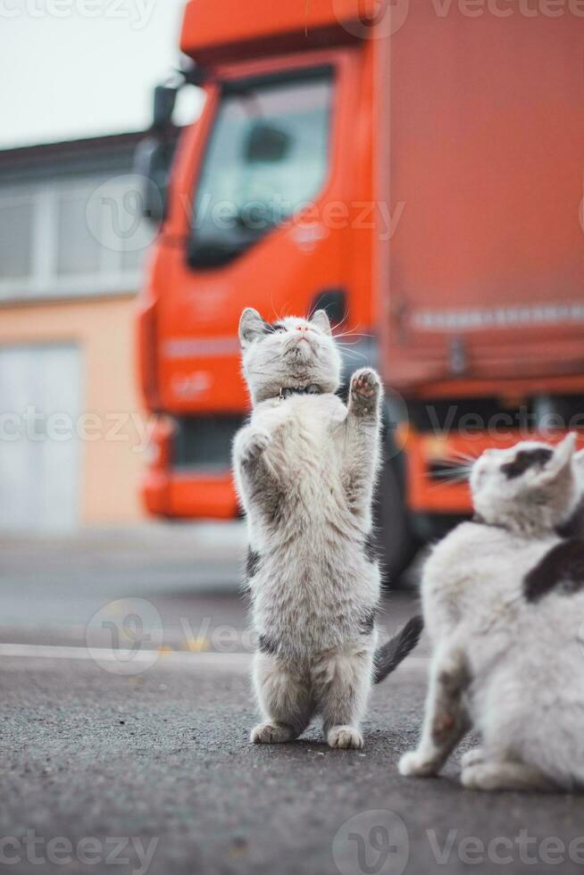 Group of cute, frisky kittens run around and play with each other. The cuteness of four-legged babies. A family of cats. Young daughters playing together photo