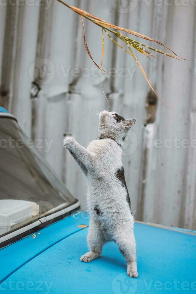 retrato de un blanco y negro gatito con un campana saltando y jugando con un juguete. para niños alegría de jugando juegos. familia mascota foto