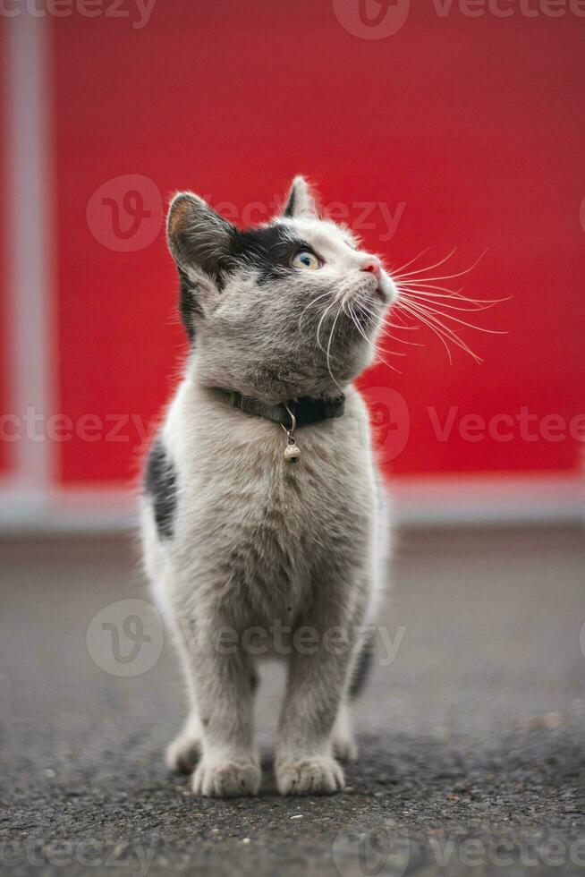 Portrait of a white and black kitten with a bell exploring its surroundings. Cute pet with a youthful, imprudent expression. Childlike curiosity photo