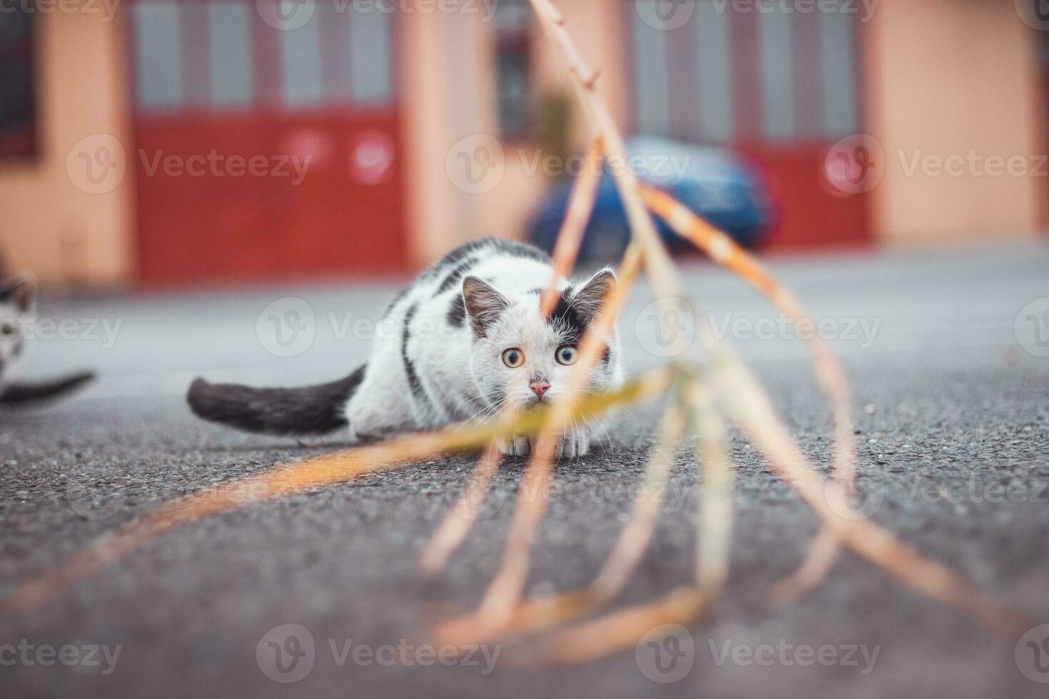 Black and white kitten sneaks up on its prey and fully concentrates on the final jump. Detail of expression during hunting. Childlike exuberance photo