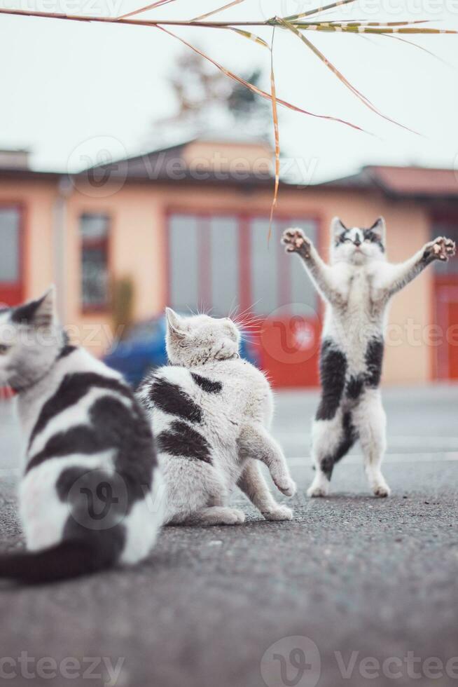 Portrait of a white and black kittens with a bell jumping and playing with a toy. Children's joy of playing games. Family pet. Enthusiastic and interested expression photo