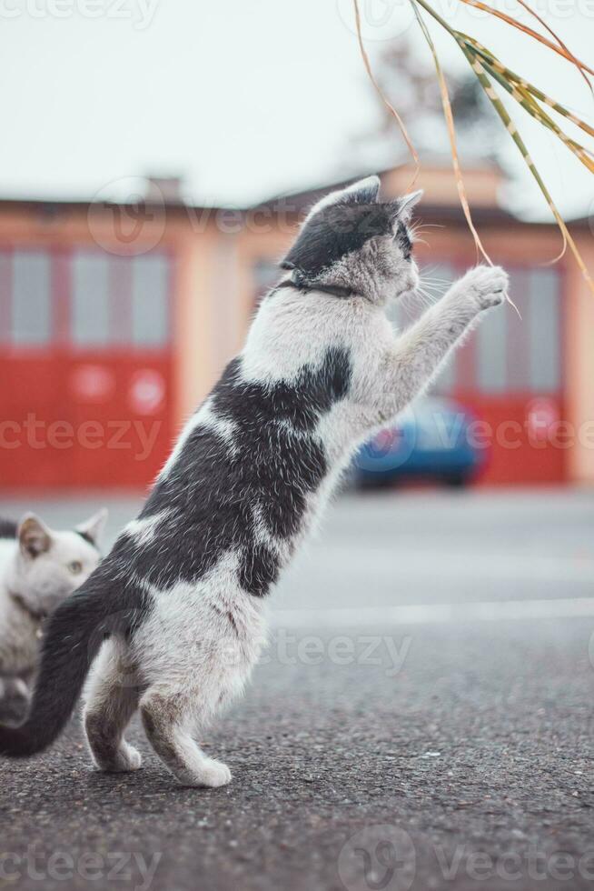 Portrait of a white and black kitten with a bell jumping and playing with a toy. Children's joy of playing games. Family pet. Enthusiastic and interested expression photo