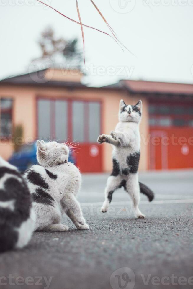 Portrait of a white and black kittens with a bell jumping and playing with a toy. Children's joy of playing games. Family pet. Enthusiastic and interested expression photo
