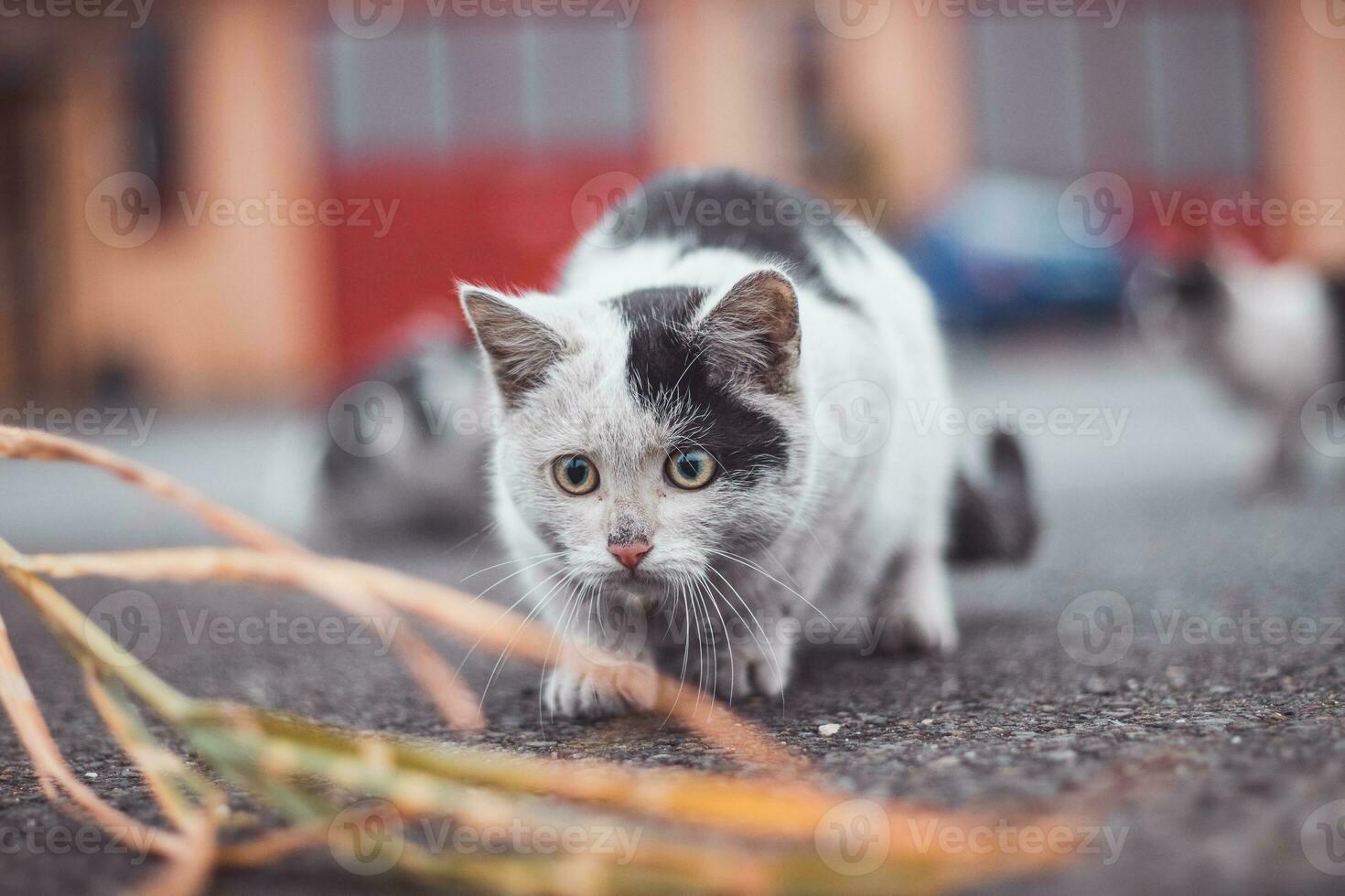 Portrait of a white and black kitten with a bell jumping and playing with a toy. Children's joy of playing games. Family pet. Enthusiastic and interested expression photo