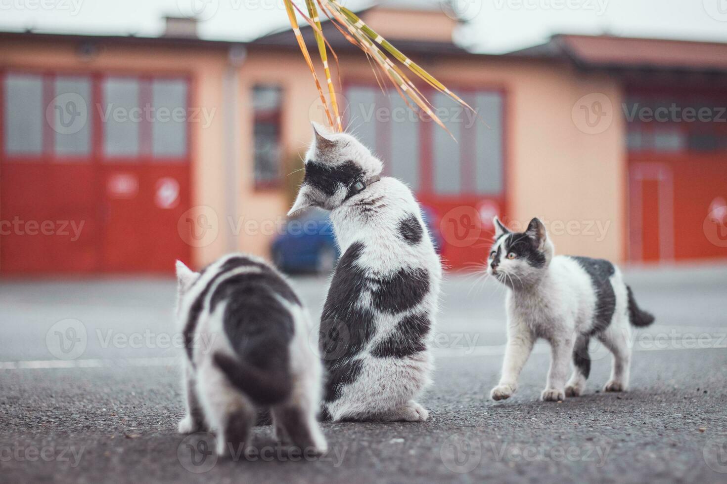 retrato de un blanco y negro gatito con un campana saltando y jugando con un juguete. para niños alegría de jugando juegos. familia mascota. entusiasta y interesado expresión foto