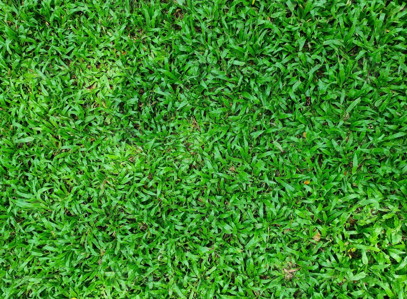 fresh malay green grass tree growing in botany garden background. Top view soccer play ground for football and golf green land garden photo