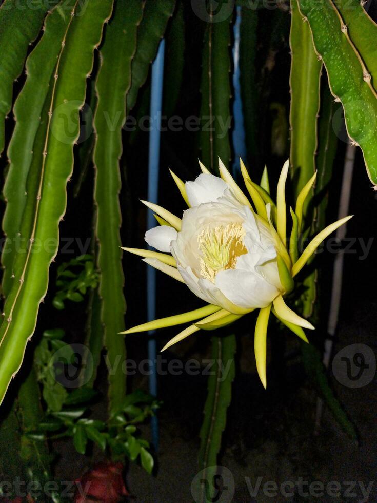fresh green and white flower bloming dragon fruit hanging on branch growing on night . tropical sweet fruit in thailand garden. photo