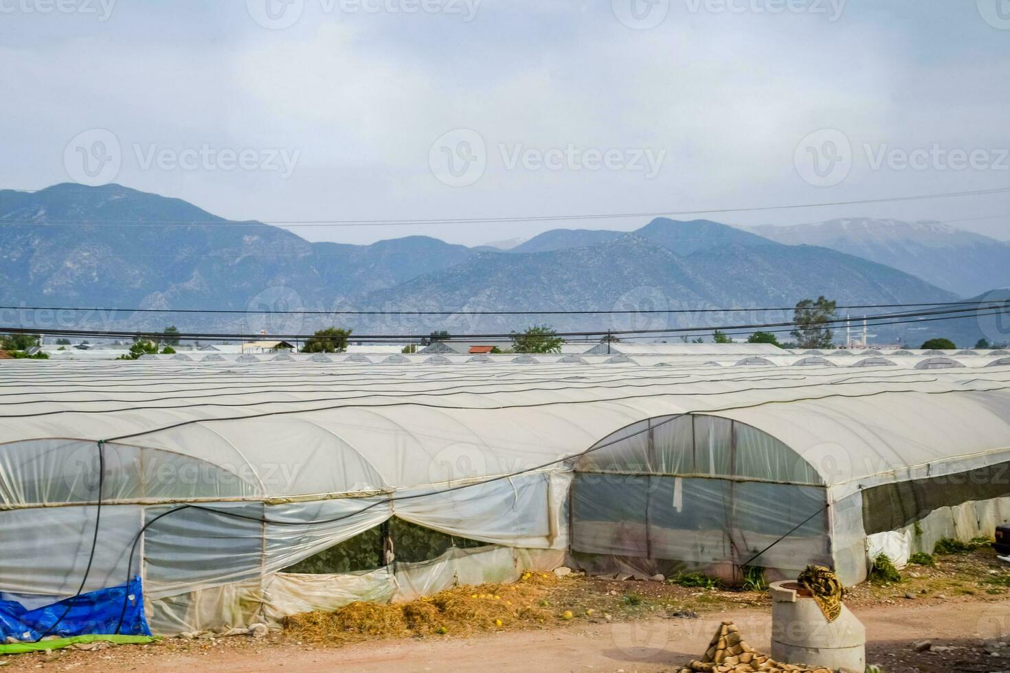 Turkish greenhouses, growing tomatoes in greenhouses photo