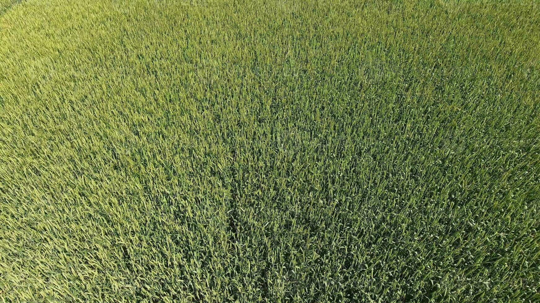 Green wheat in the field, top view with a drone. Texture of wheat green background. photo
