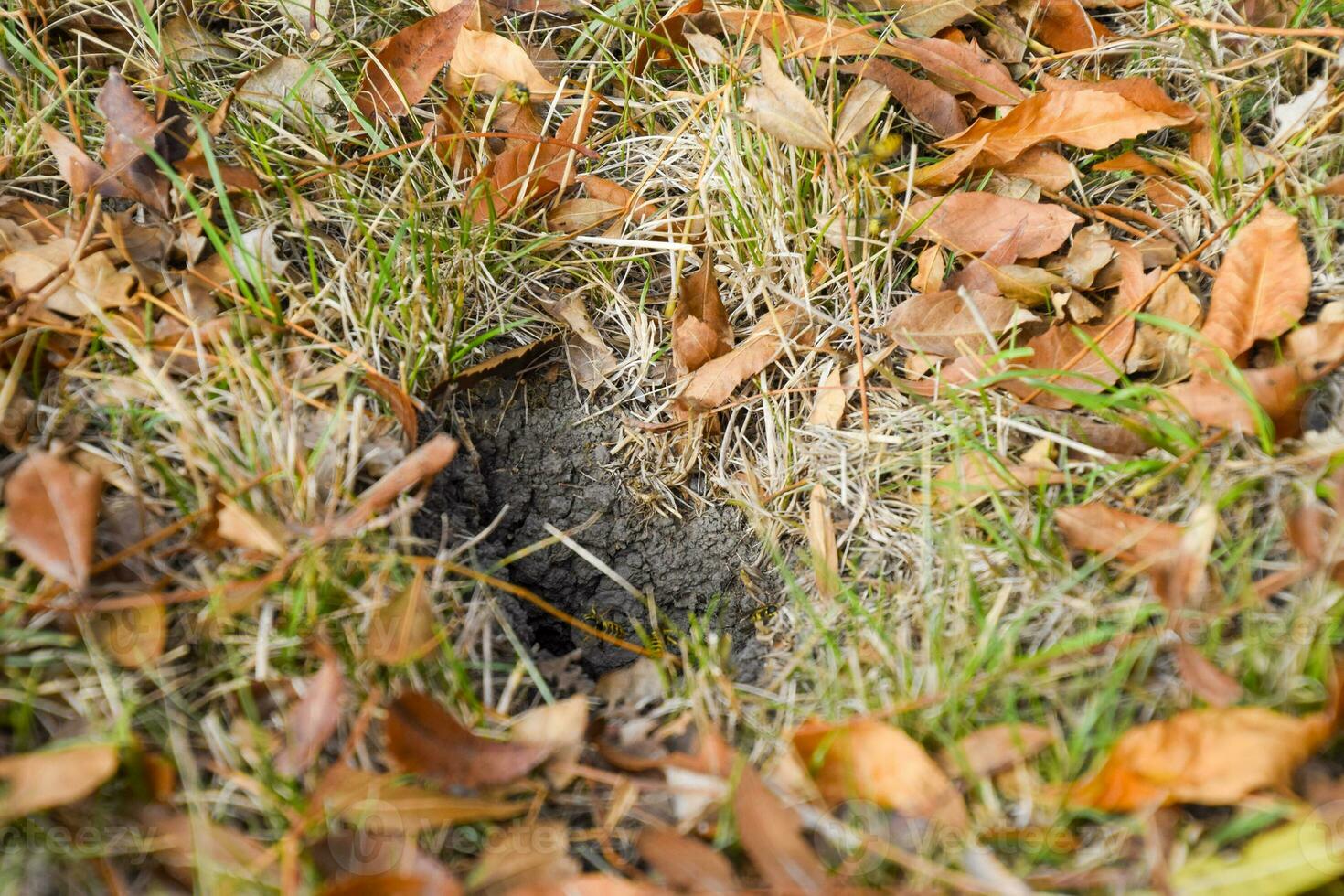 Wasps fly into their nest. Mink with an aspen nest. Underground photo