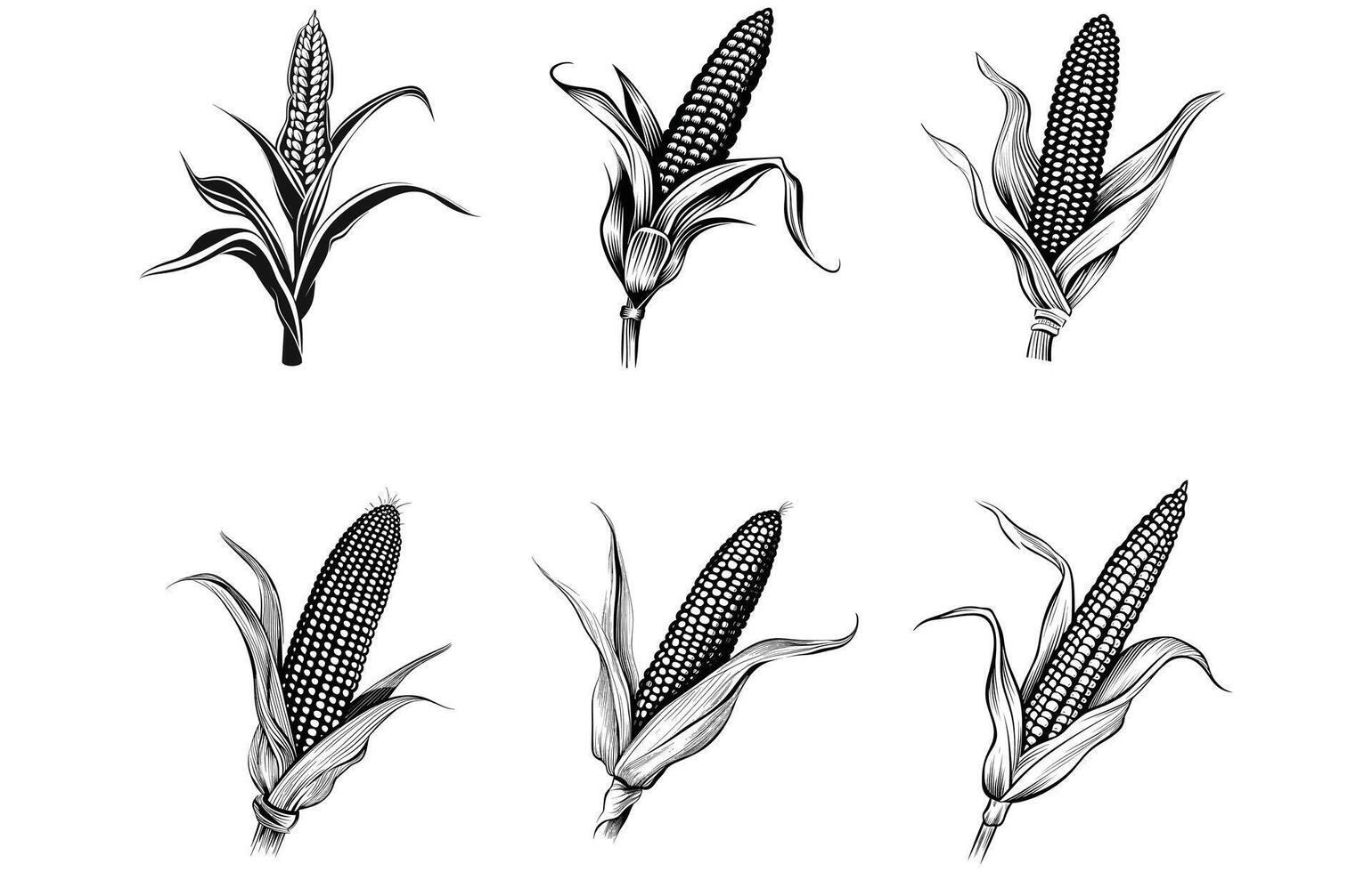 Corn silhouette icon isolated, corn icon black and white vector silhouette
