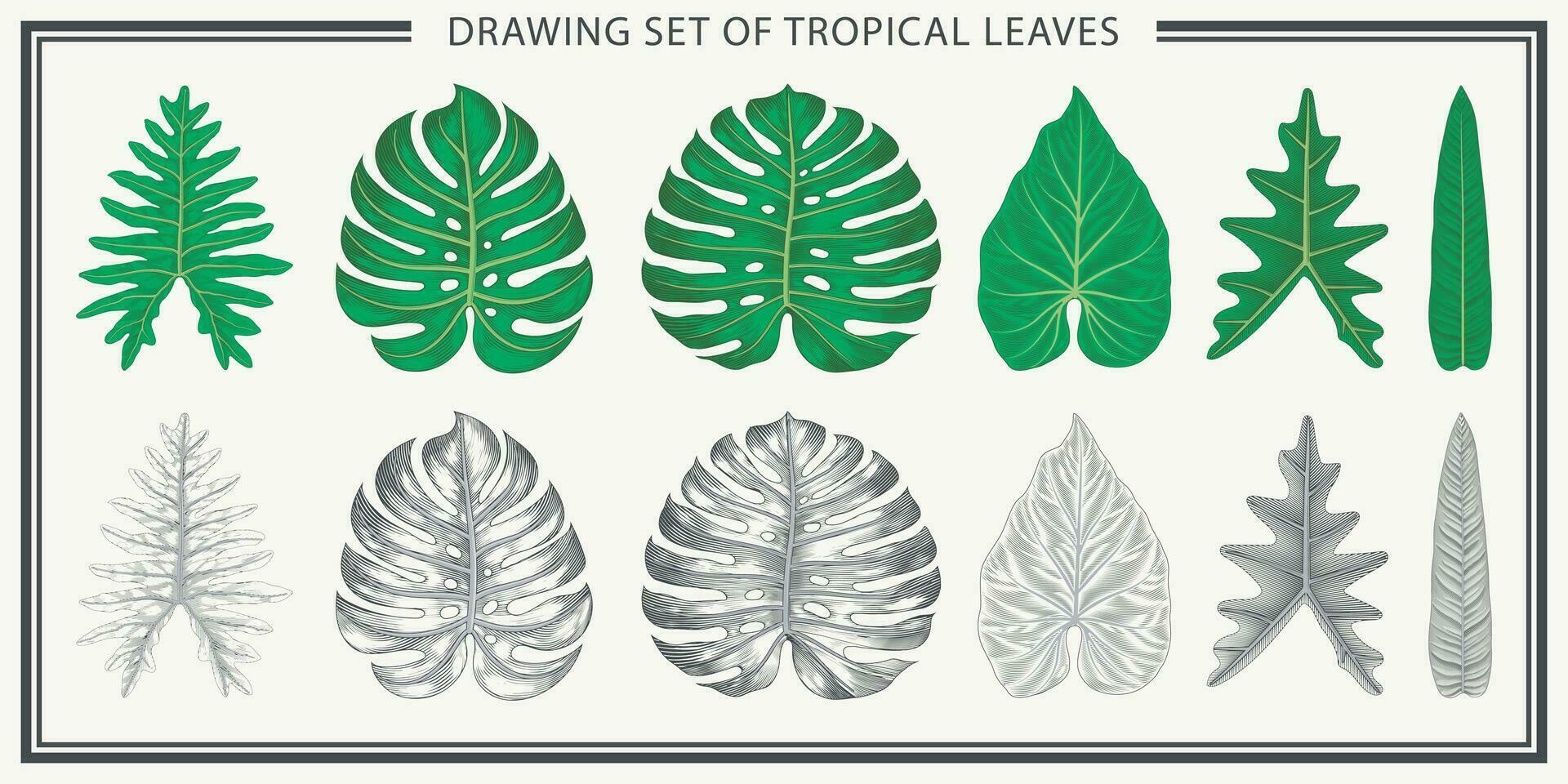 Drawing set of tropical leaves. Isolated elements on white background. Vintage style. Hand drawn graphic design vector