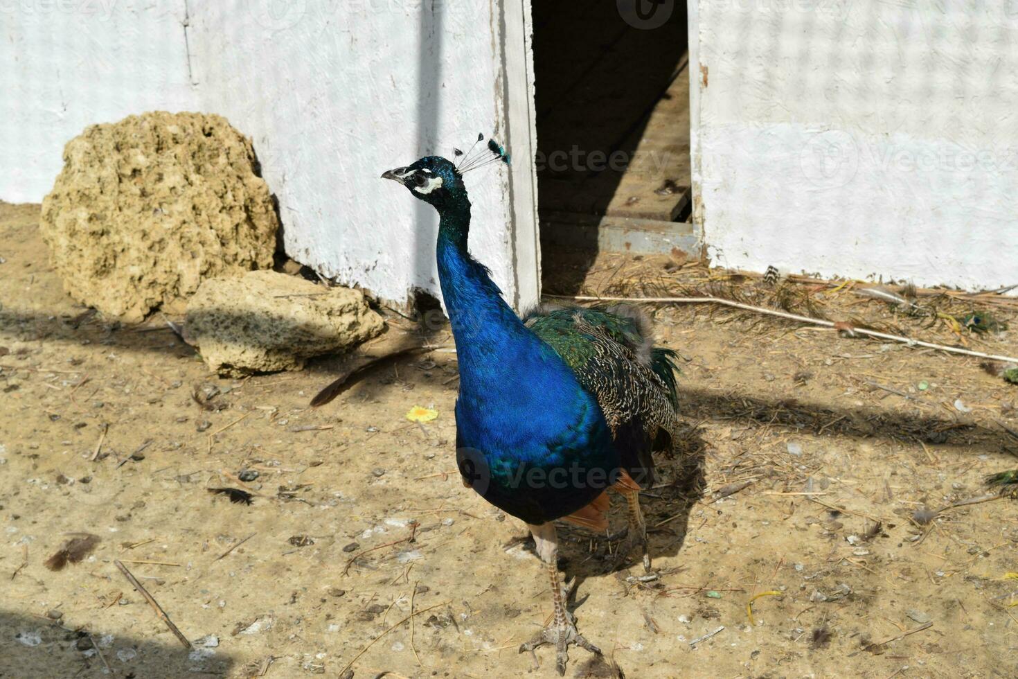 Male of a peacock in the open-air cage photo