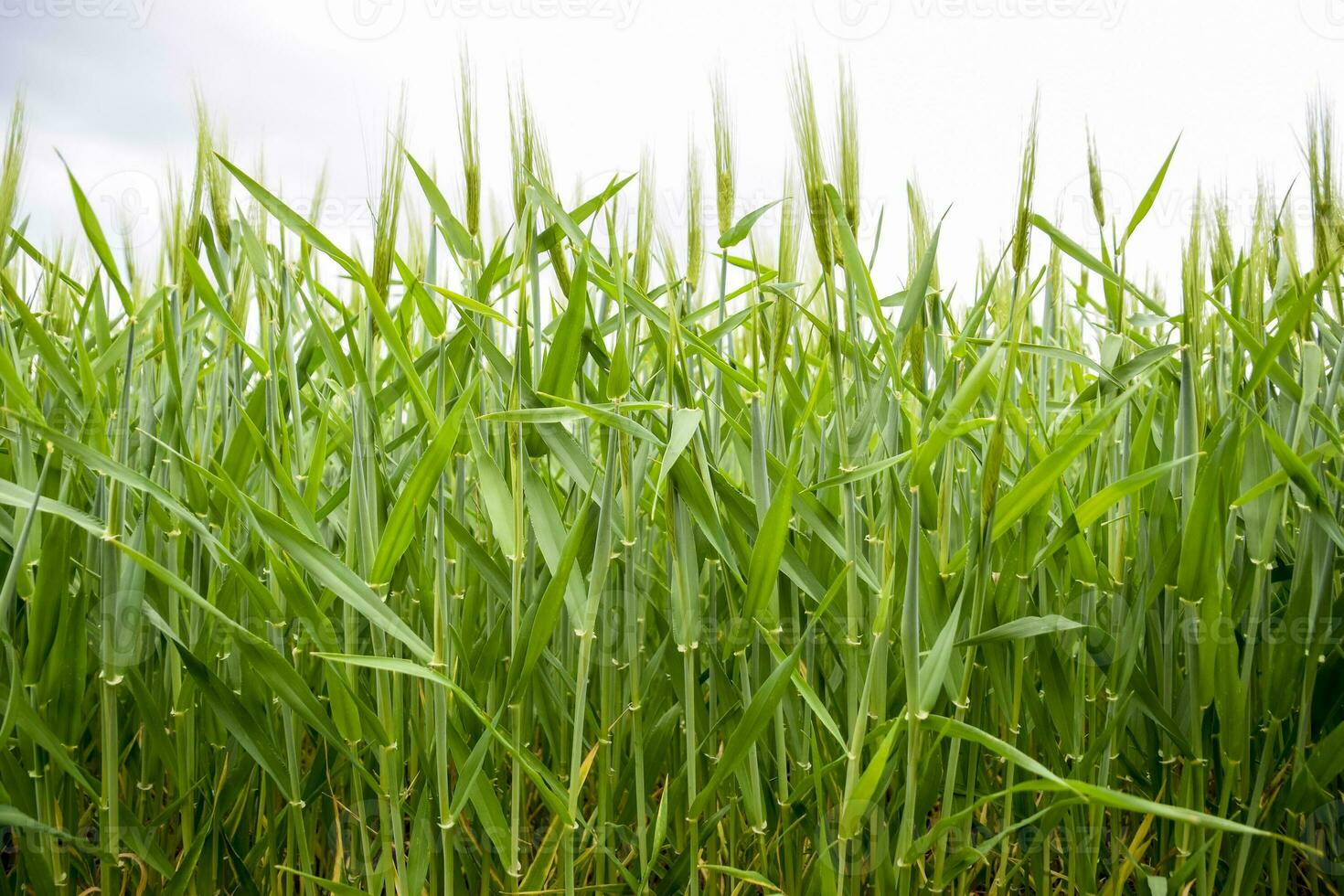 field of green immature barley. Spikelets of barley. The field is barley, Rural landscape. photo
