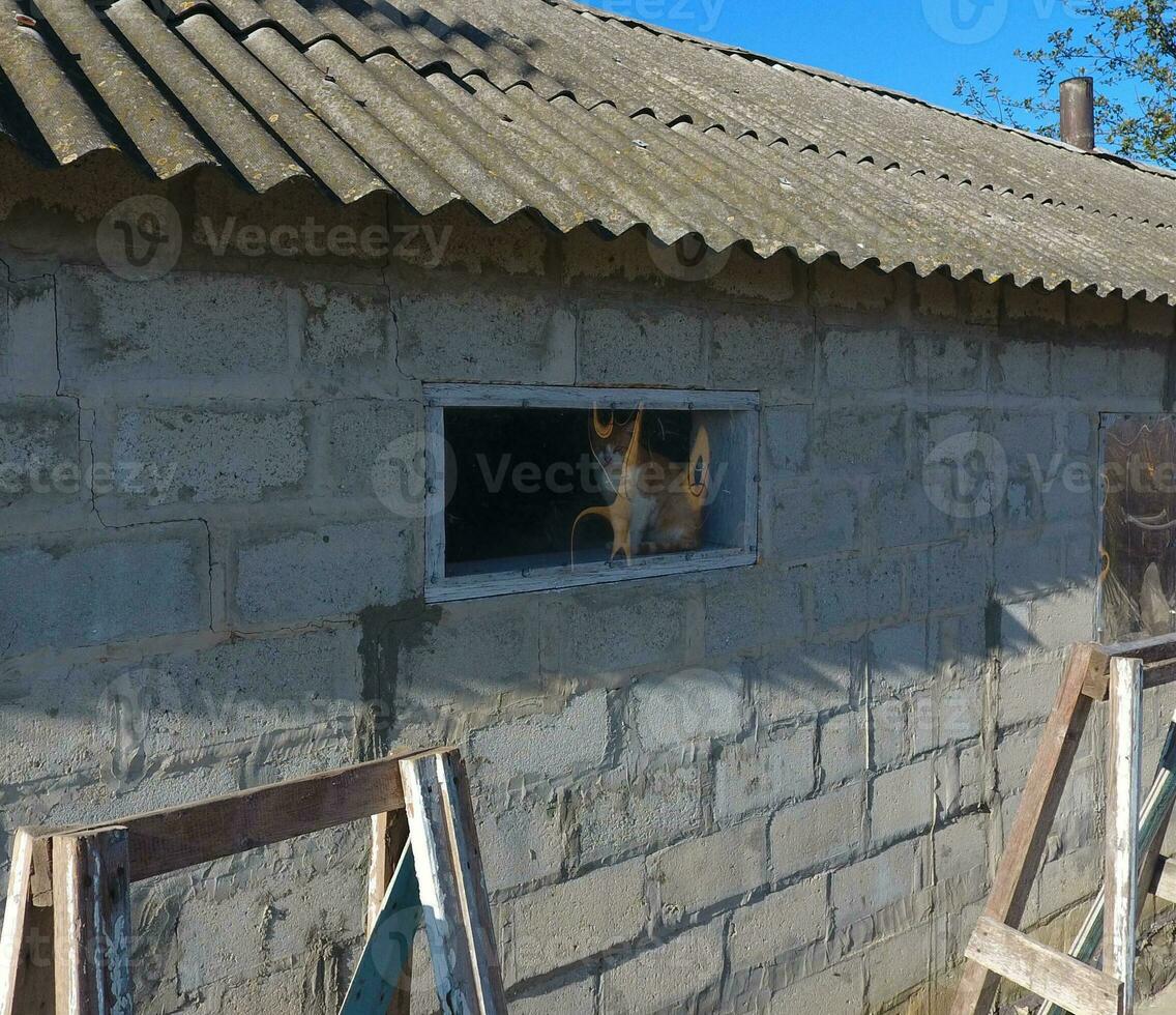 Red cat in the window of the barn photo