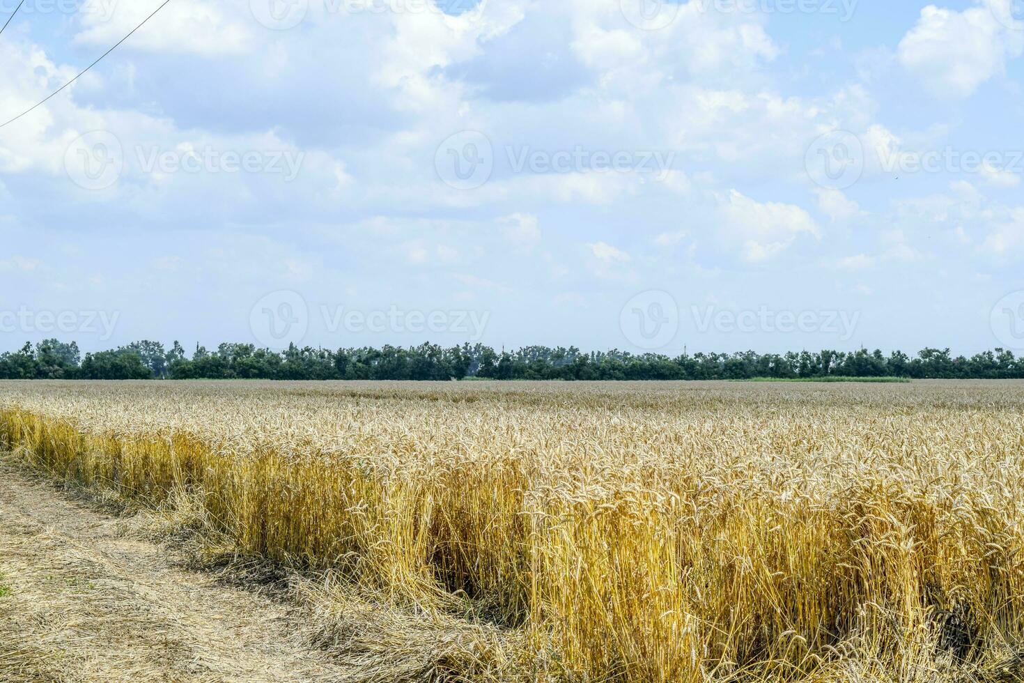 Spikelets of wheat against the sky photo