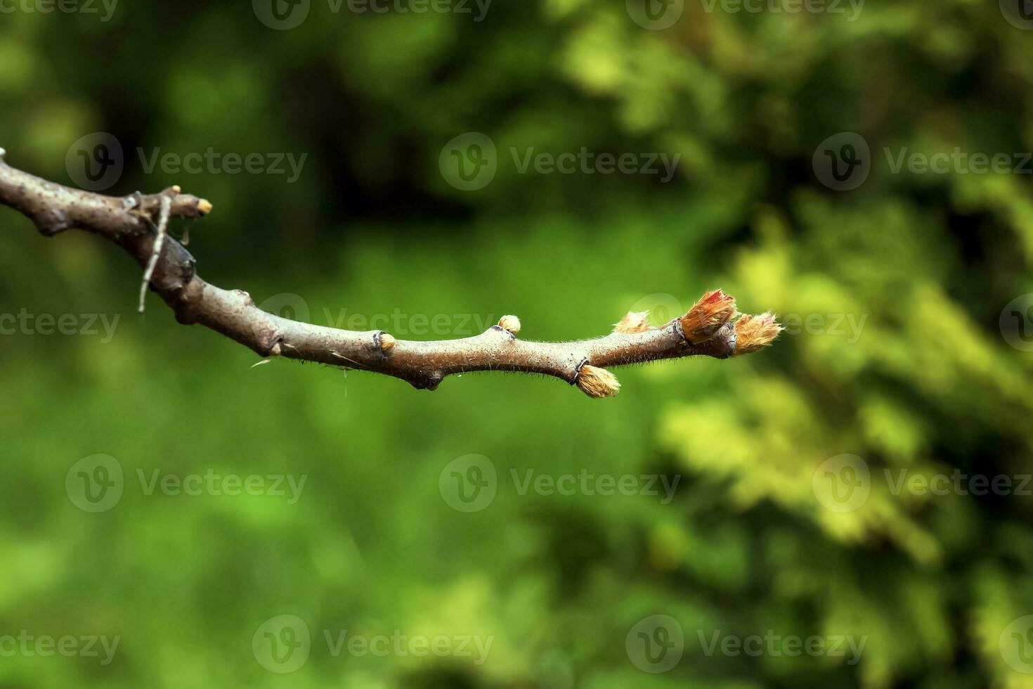 ramas con brotes de cuerno de ciervo Zumaque en temprano primavera en el jardín. foto