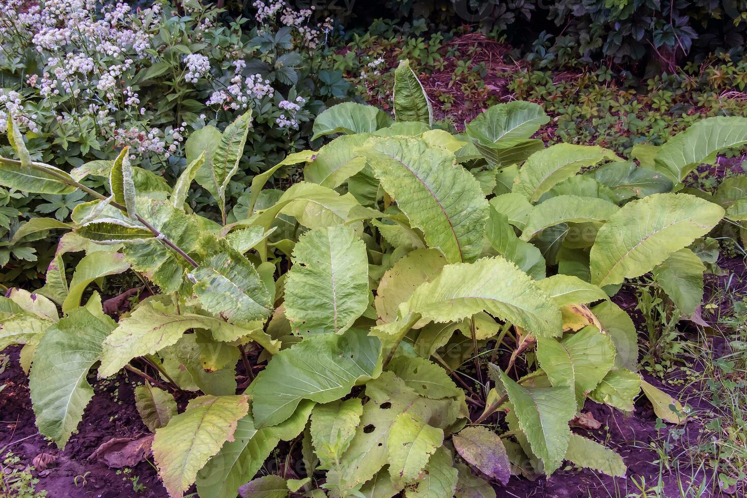 Inula helenium, Elecampane, Compositae. Wild plant shot in summer. photo