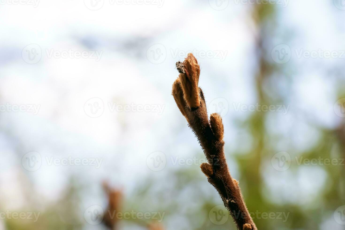 ramas con brotes de cuerno de ciervo Zumaque en temprano primavera en el jardín. foto