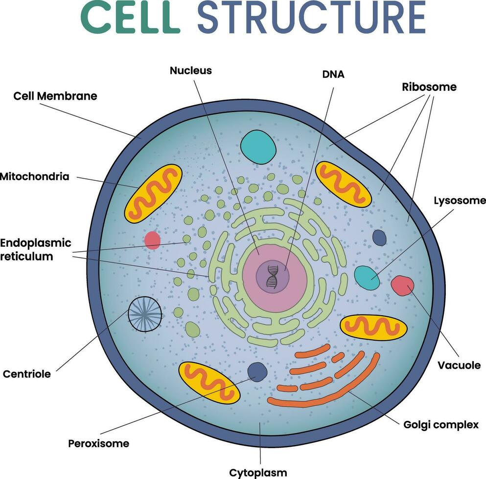 illustration of cell structure infographic vector