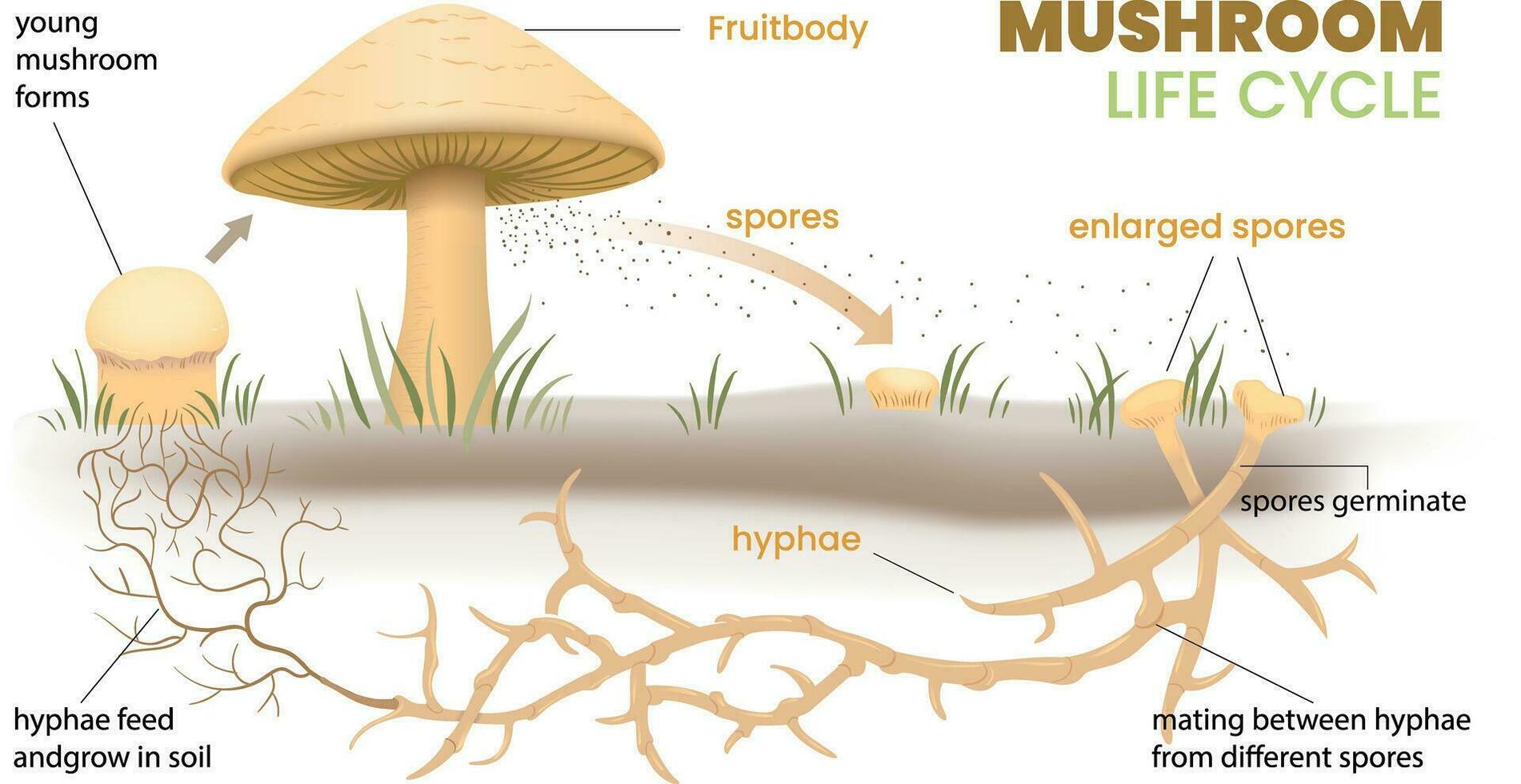 illustration of mushroom life cycle infographic vector