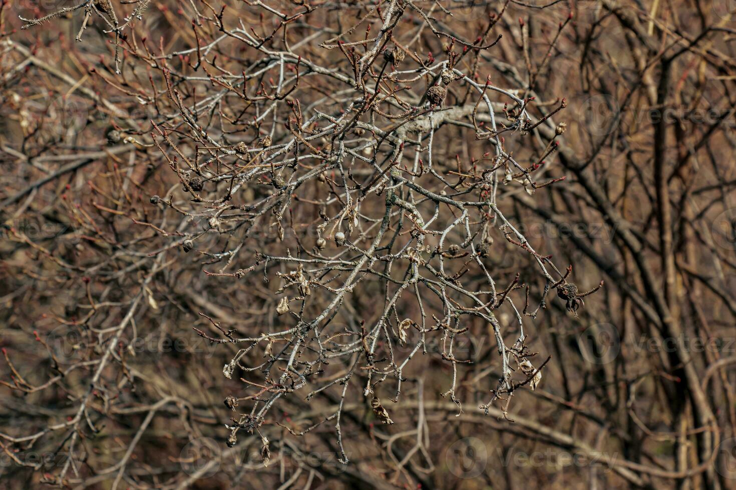 Fragment of a branch with buds of Rosa spinosissima in early spring, commonly known as the Rosa pimpinellifolia. photo