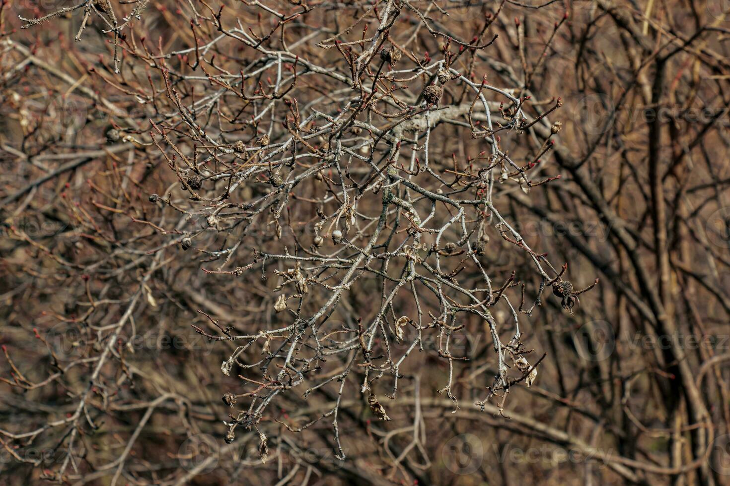 fragmento de un rama con brotes de rosa espinosissima en temprano primavera, comúnmente conocido como el rosa pimpinellifolia. foto