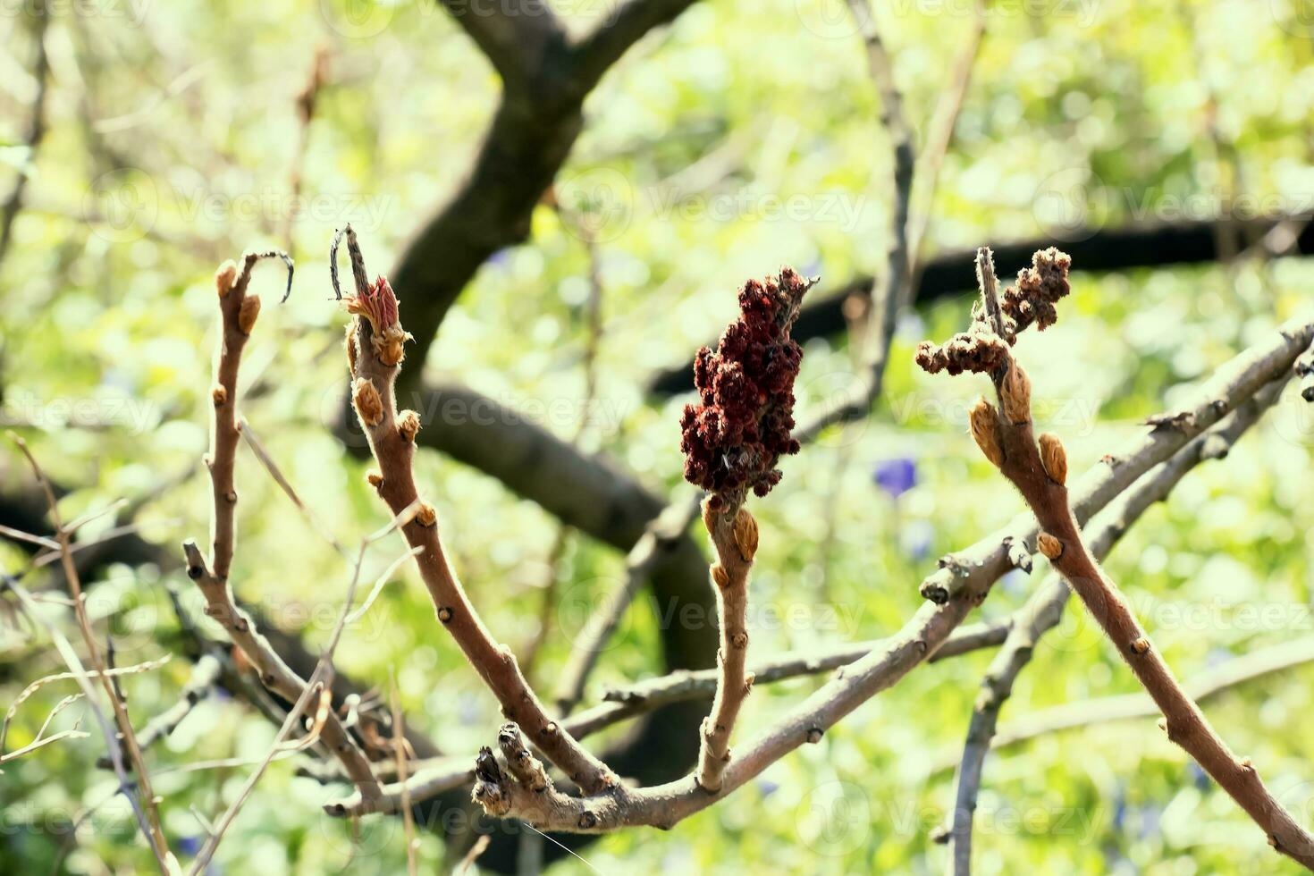 Branches with buds of staghorn sumac in early spring in the garden. photo