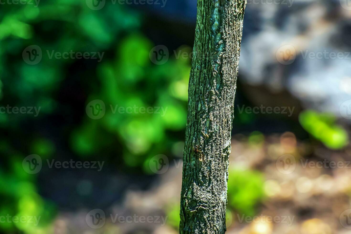 Ginkgo tree or Ginkgo biloba or ginkgo with bright green new leaves. photo