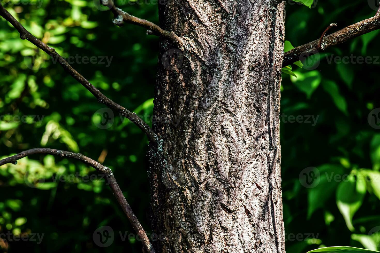 The dark gray texture of the bark of the ginkgo biloba tree, also called the maiden tree. photo