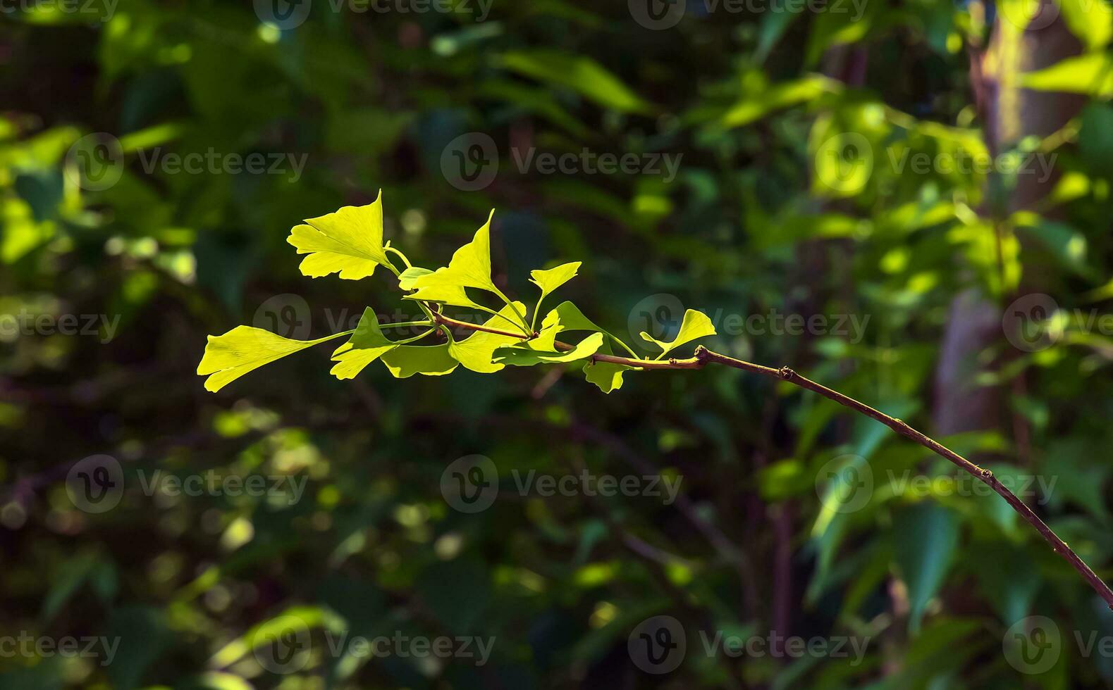 Ginkgo tree or Ginkgo biloba or ginkgo with bright green new leaves. photo