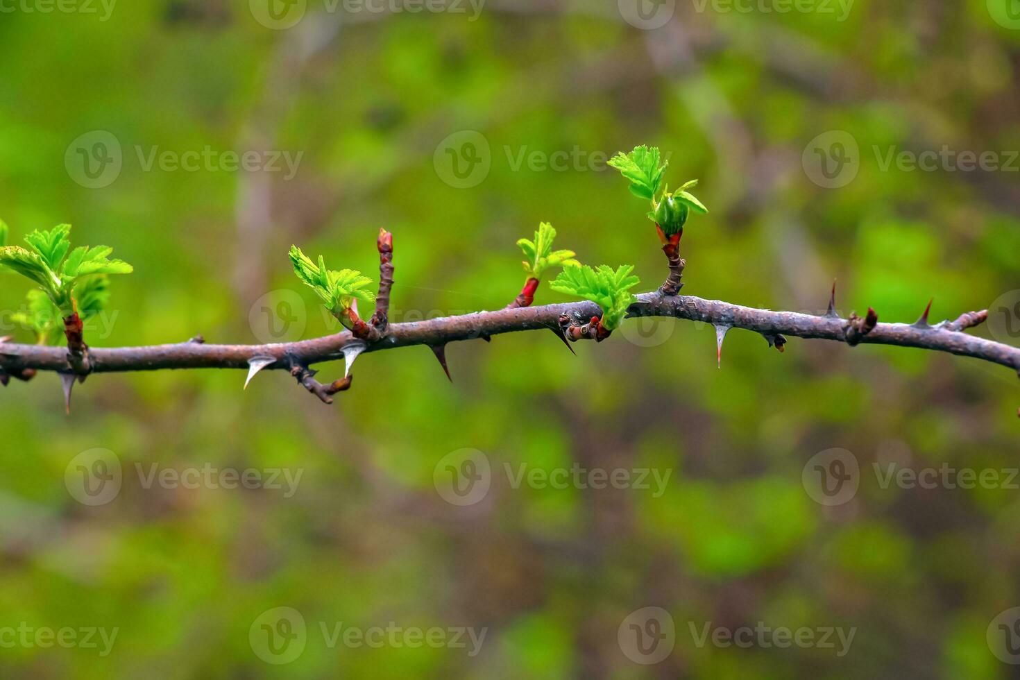 fragmento de un rama con brotes de rosa hugonis en temprano primavera, comúnmente conocido como el chino Rosa. foto