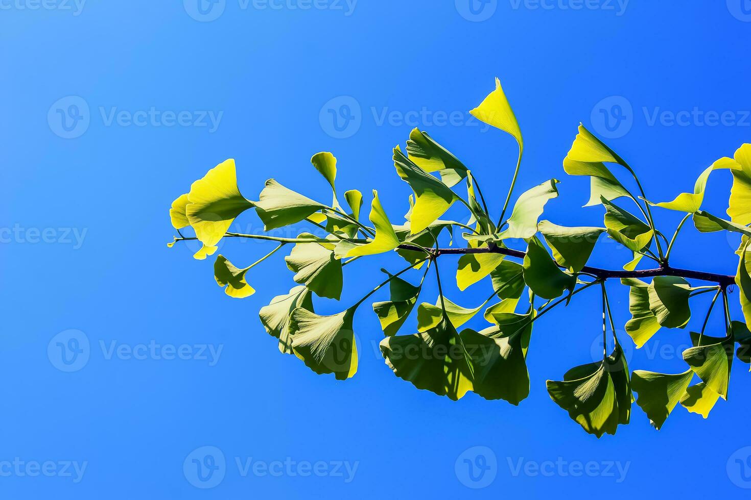 gingko árbol o gingko biloba o gingko con brillante verde nuevo hojas. foto