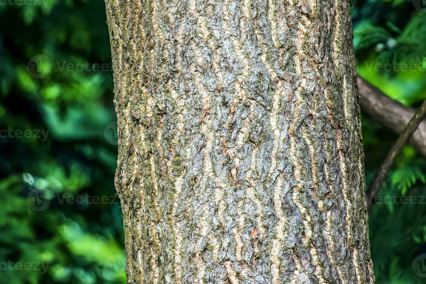 The dark gray texture of the bark of the ginkgo biloba tree, also called the maiden tree. photo
