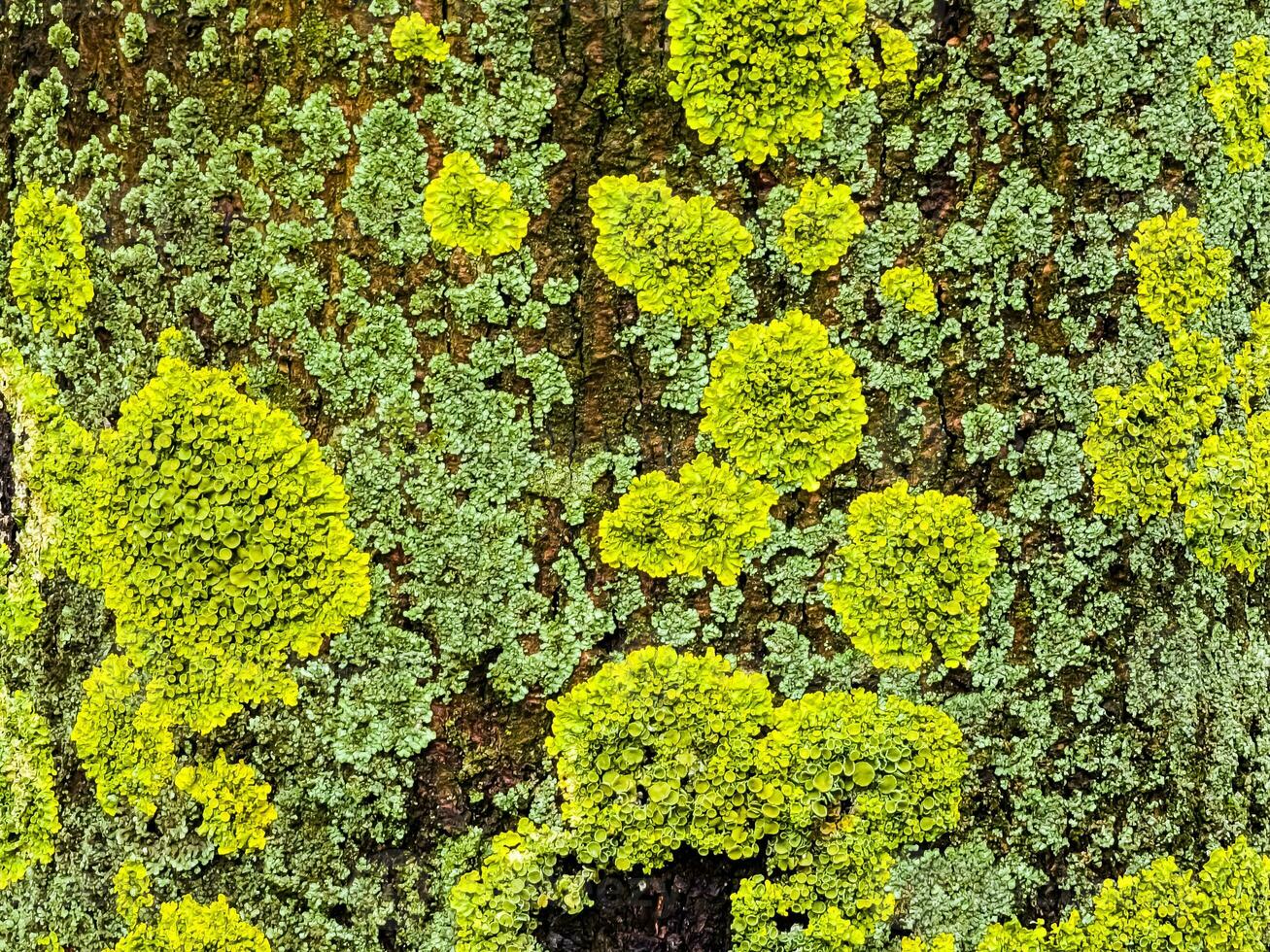 Natural natural background of texture of bark of living sycamore tree, overgrown with moss. Moss growing on large tree as natural backdrop photo