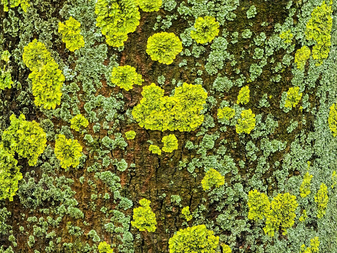 Natural natural background of texture of bark of living sycamore tree, overgrown with moss. Moss growing on large tree as natural backdrop photo