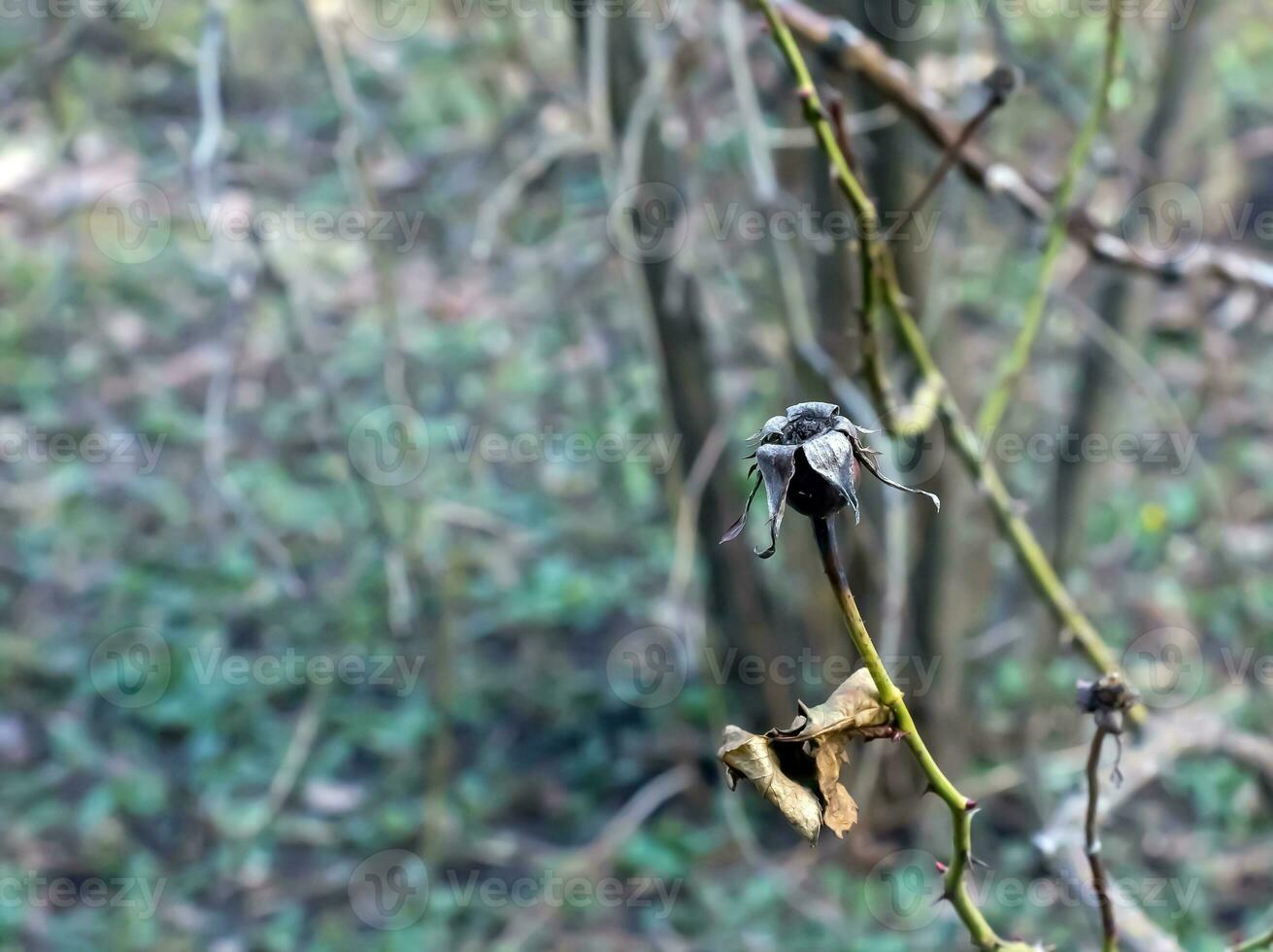 Fragment of a branch with buds of Rosa Hugonis in early spring, commonly known as the Chinese rose. photo