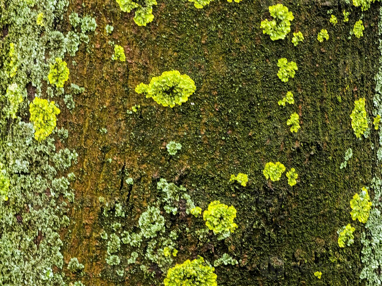 Natural natural background of texture of bark of living sycamore tree, overgrown with moss. Moss growing on large tree as natural backdrop photo