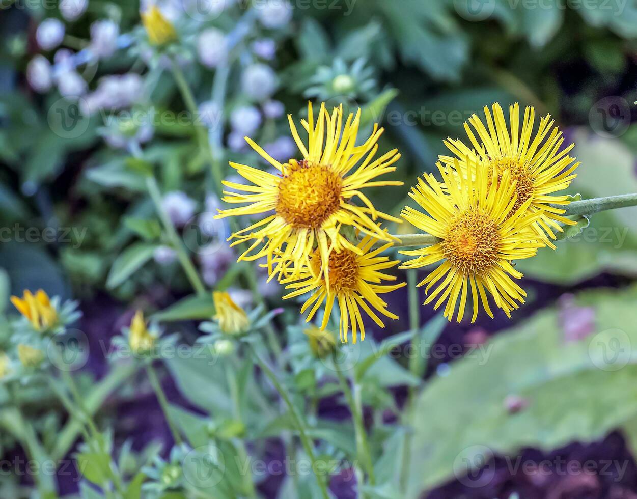 Botanical collection of medicinal plants. Elecampane, Inula helenium or horse heal, yellow elfdoc flowers photo