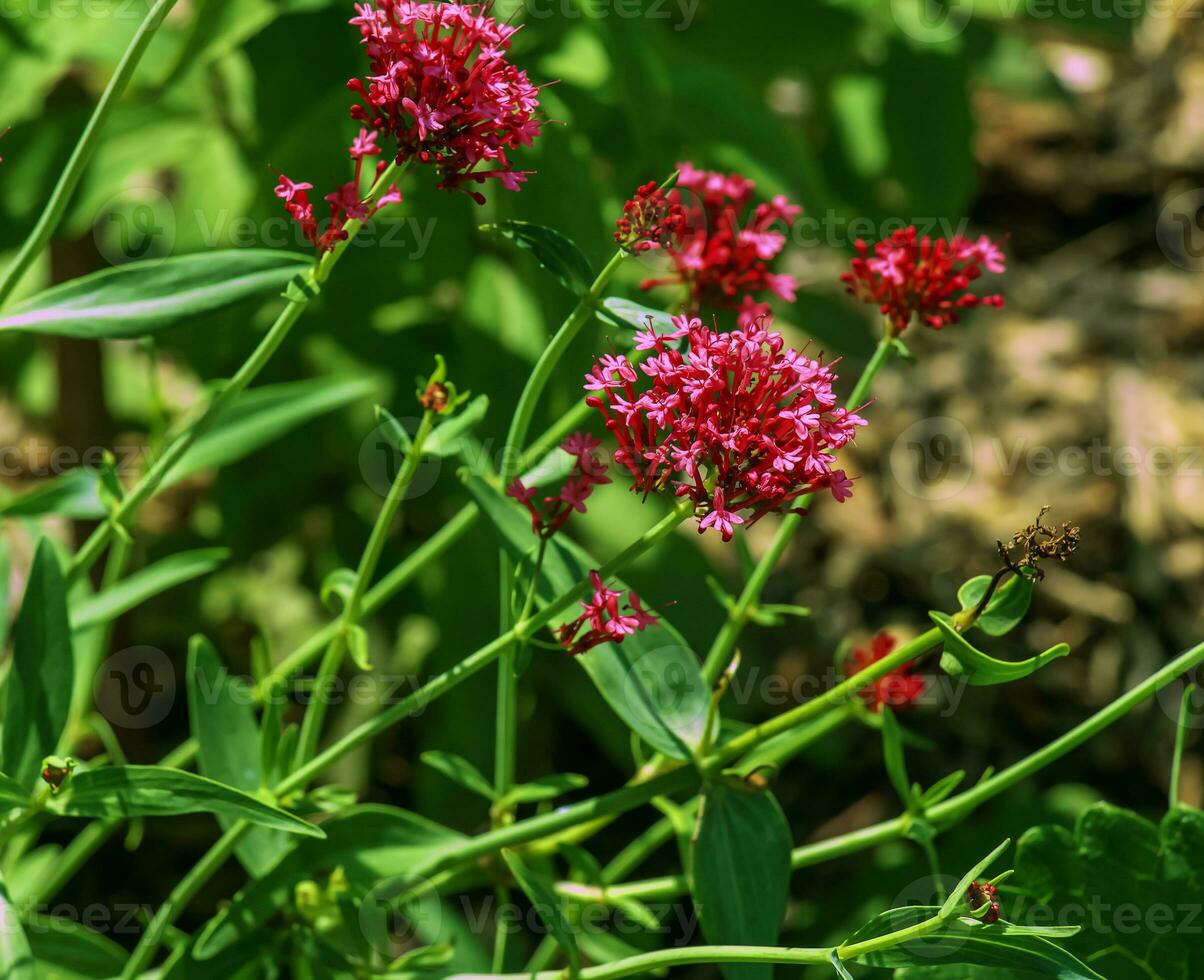 Red Valerian flowers or Spur Valerian, Kiss Me Quick, Foxs Brush and Jupiters Beard. photo