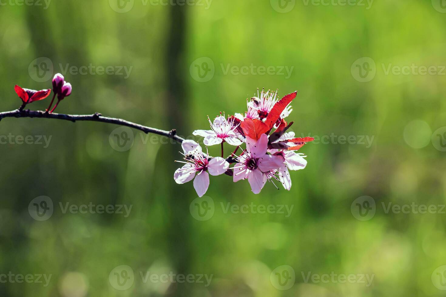 rosado prunus cerasifera pissardii flores floreciente en primavera, de cerca ver foto