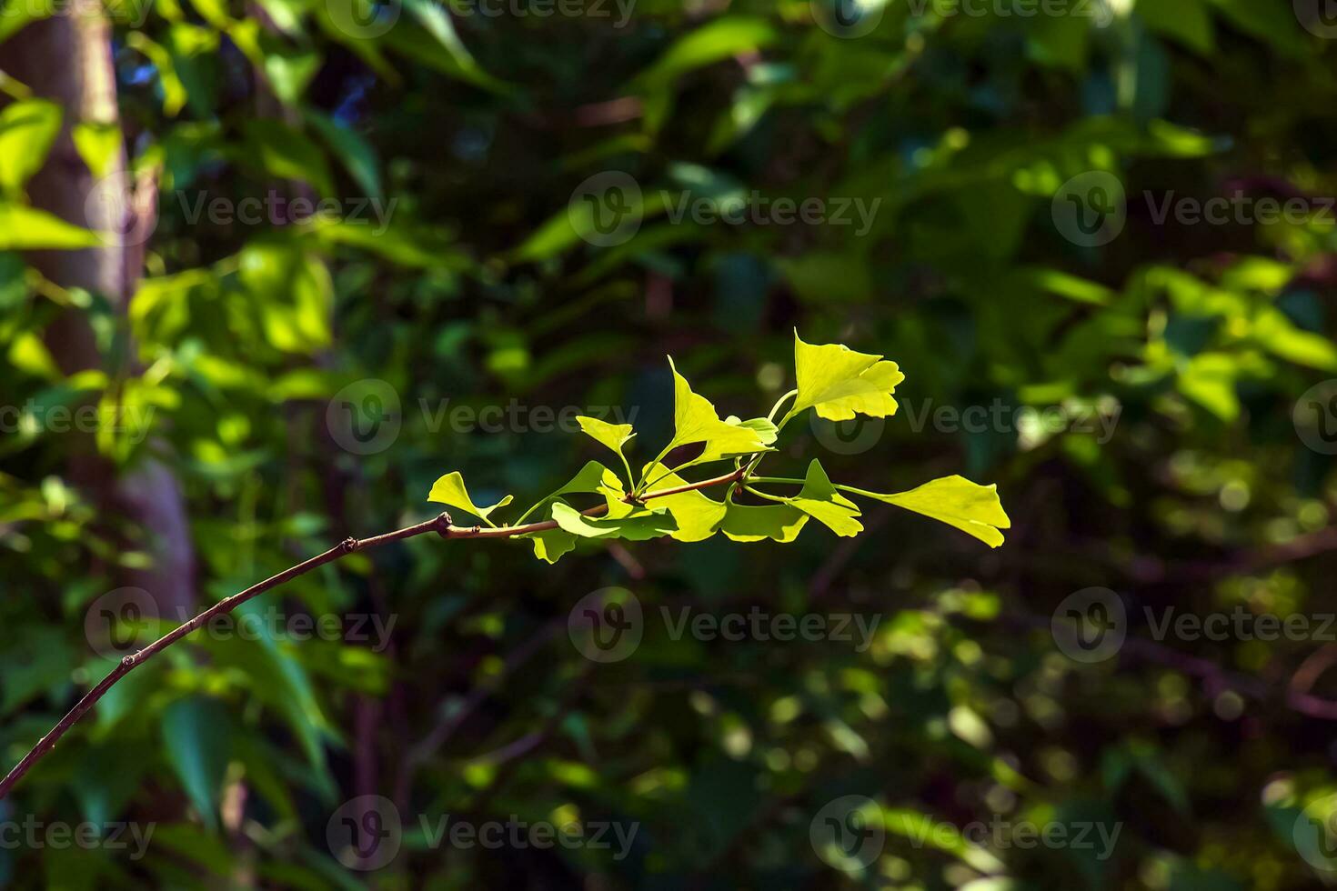 Ginkgo tree or Ginkgo biloba or ginkgo with bright green new leaves. photo