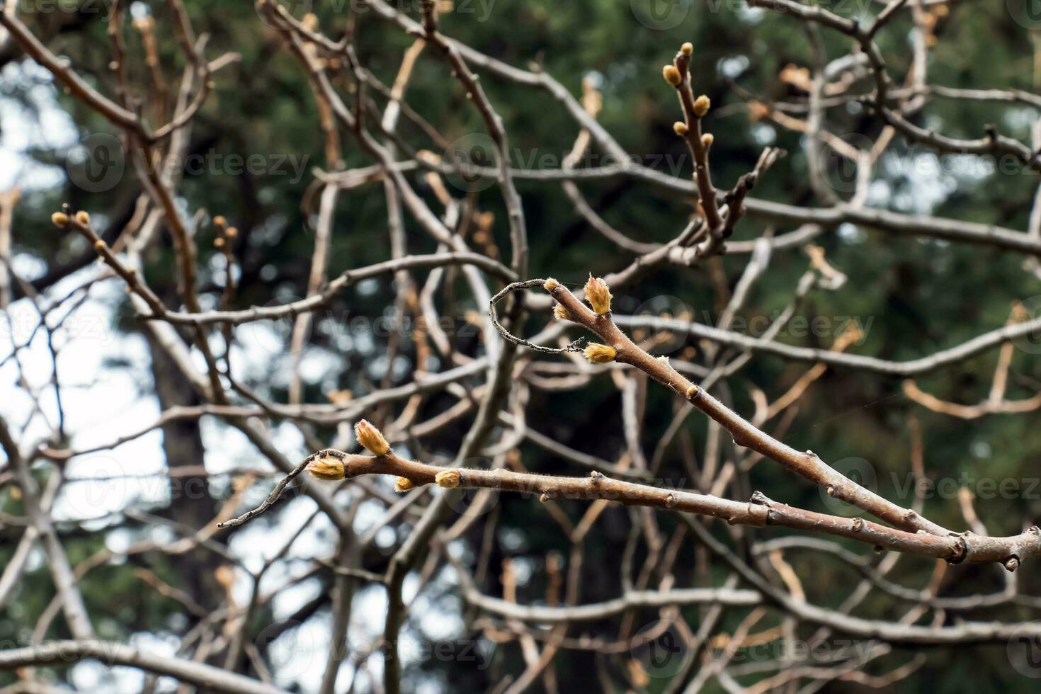 Branches with buds of staghorn sumac in early spring in the garden. photo