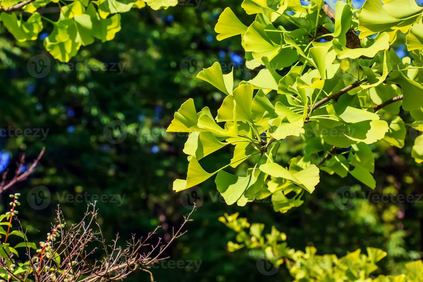 Ginkgo tree or Ginkgo biloba or ginkgo with bright green new leaves. photo