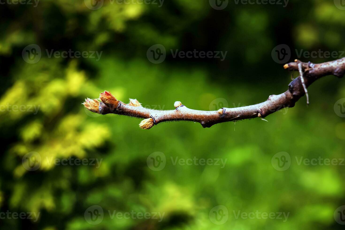 ramas con brotes de cuerno de ciervo Zumaque en temprano primavera en el jardín. foto