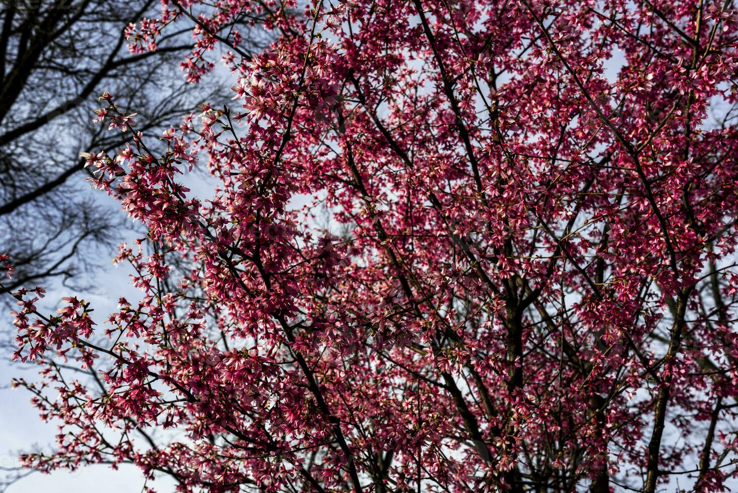 Spring is Here photo