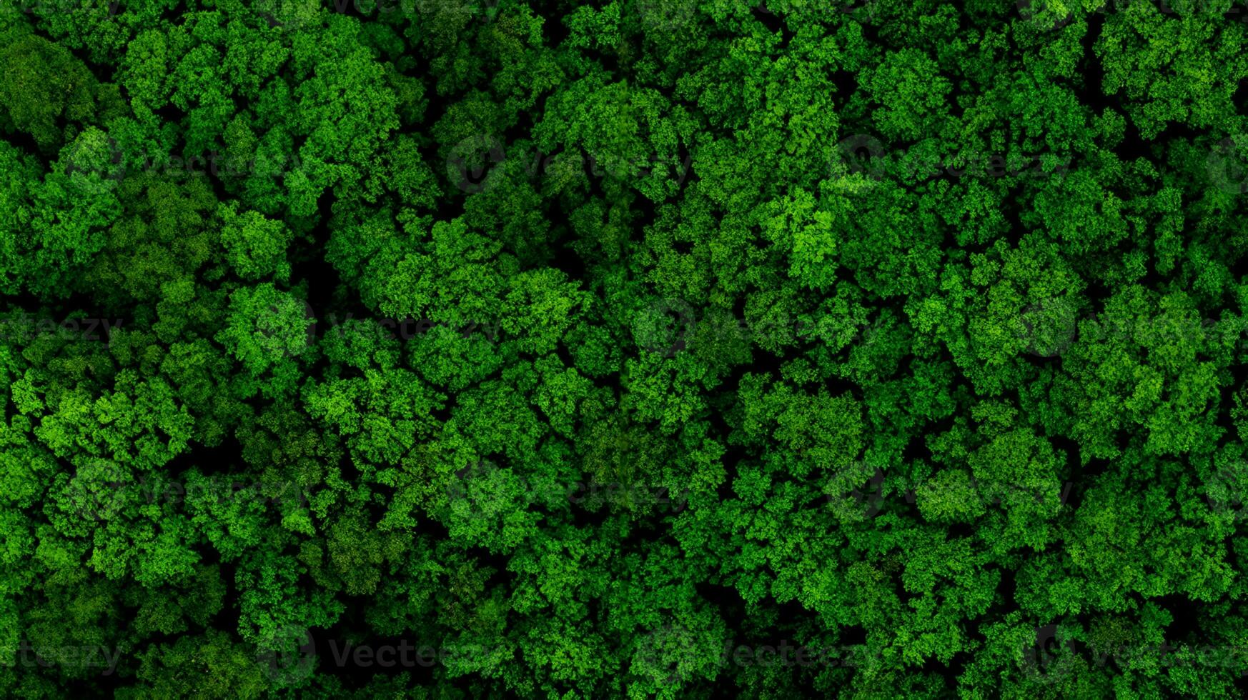 Aerial Drone View of Forest at Spring.Top Down View photo