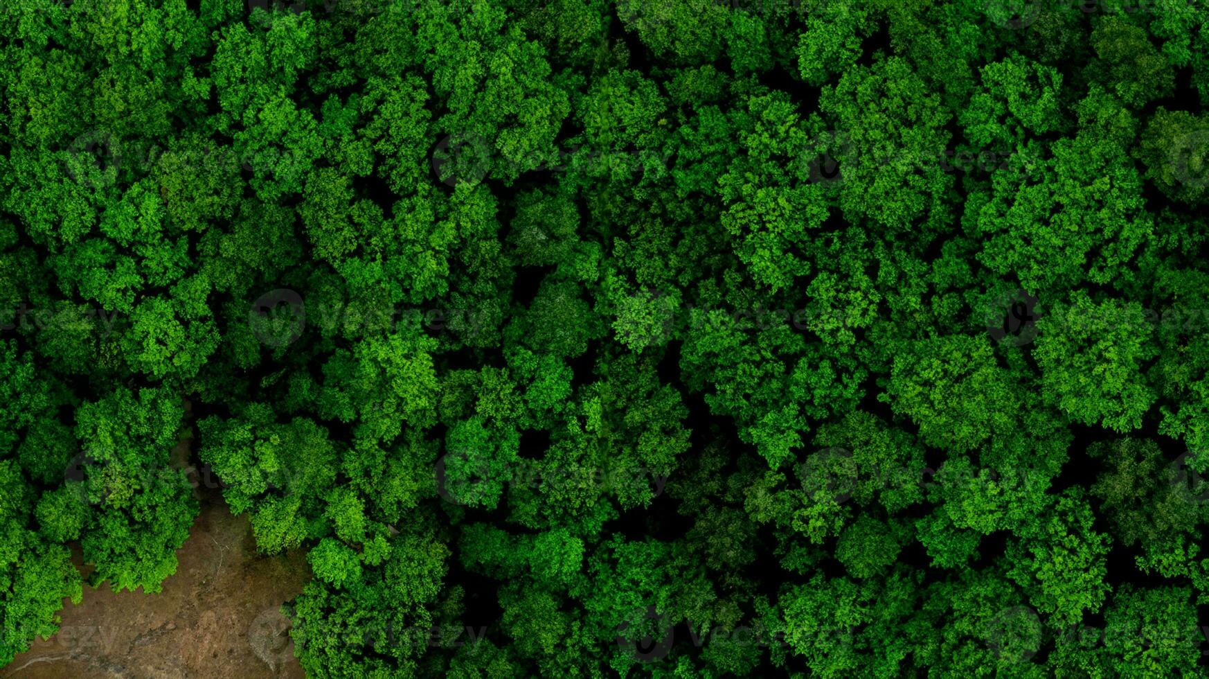 Aerial Drone View of Forest at Spring.Top Down View photo