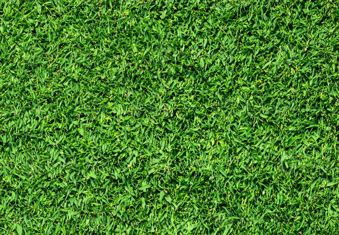 Natural Green grass texture background Close up Top view photo