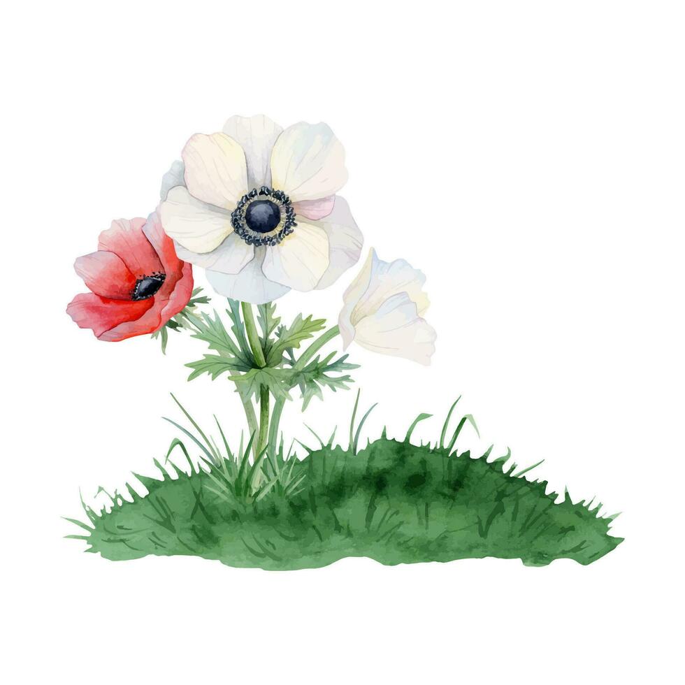 Red and white anemone flowers and bud bouquet growing on grass hill watercolor vector illustration. Field poppies for spring